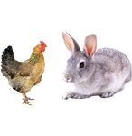 適合鴿子、禽類