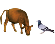 適合鳥(niǎo)類、幼崽